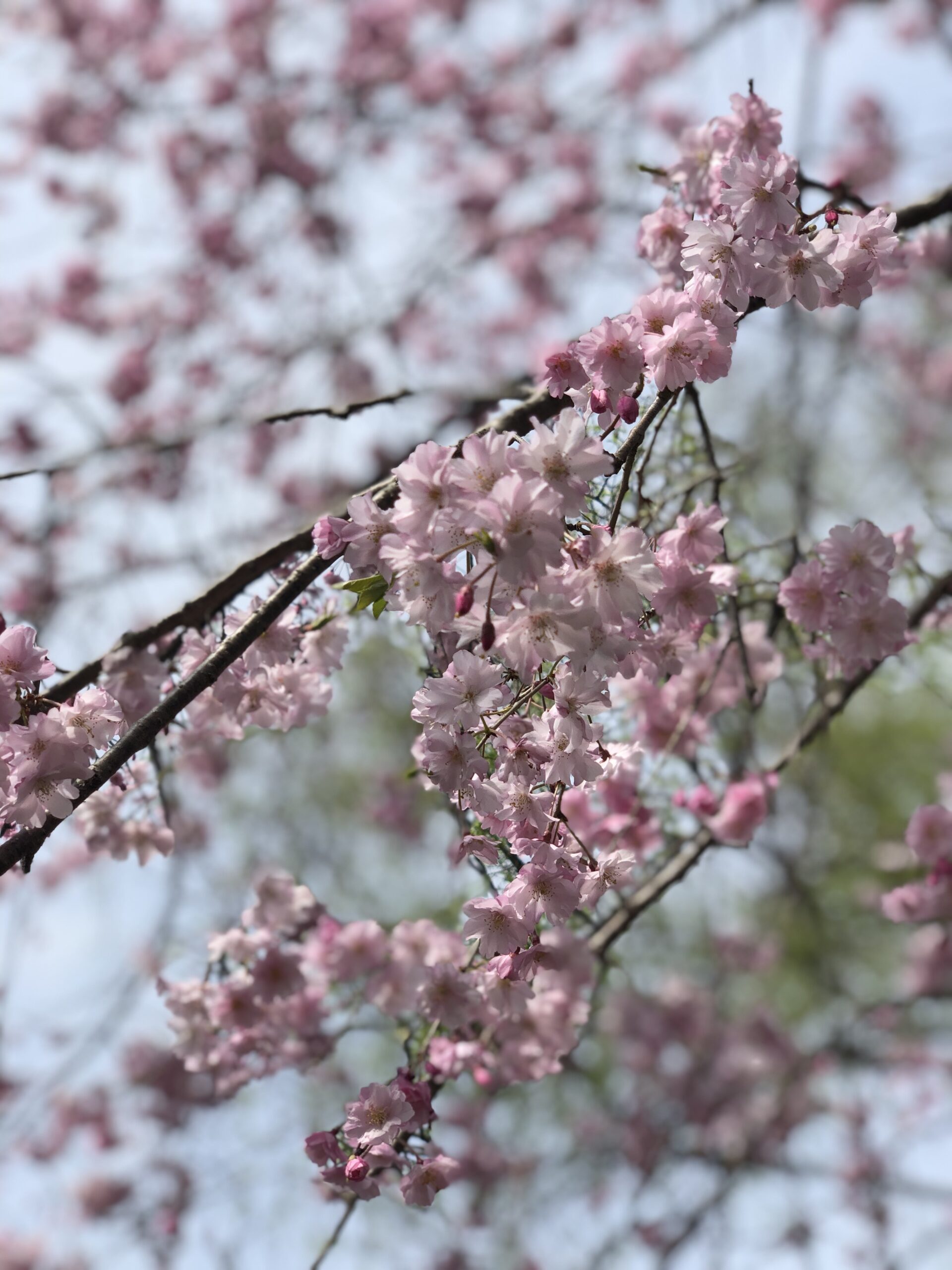 平和公園の桜