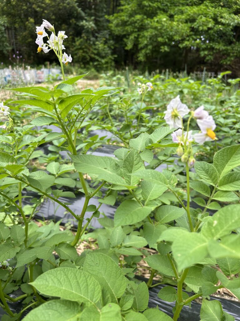 じゃがいもの花