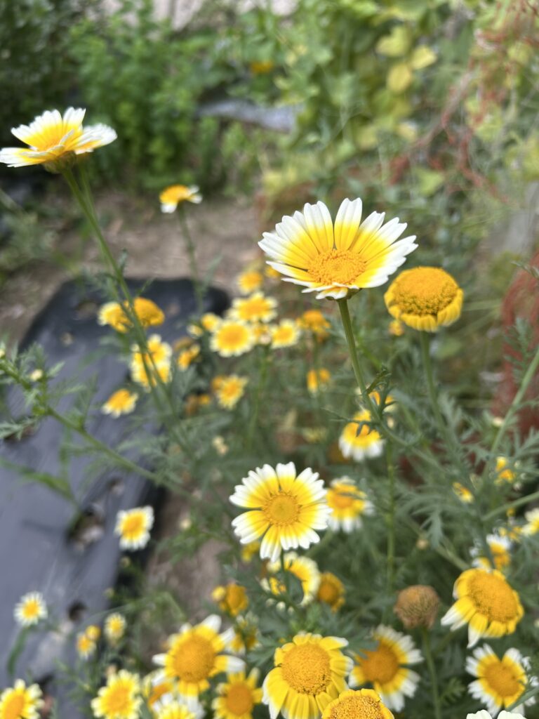 春菊　花