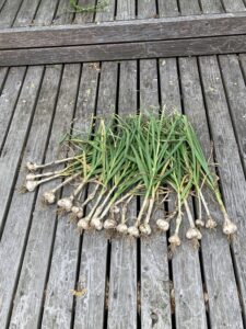 家庭菜園　ポタジェガーデン　ニンニク　収穫