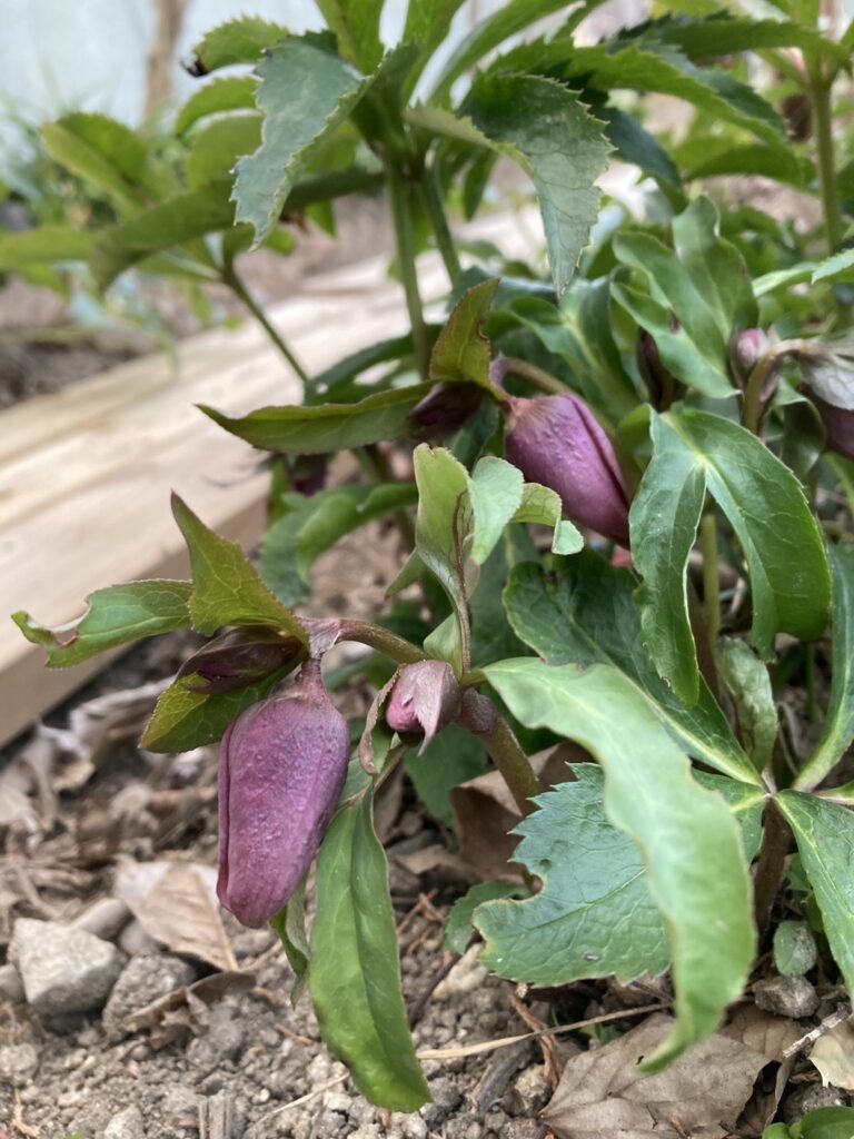 クリスマスローズ   　hellebore